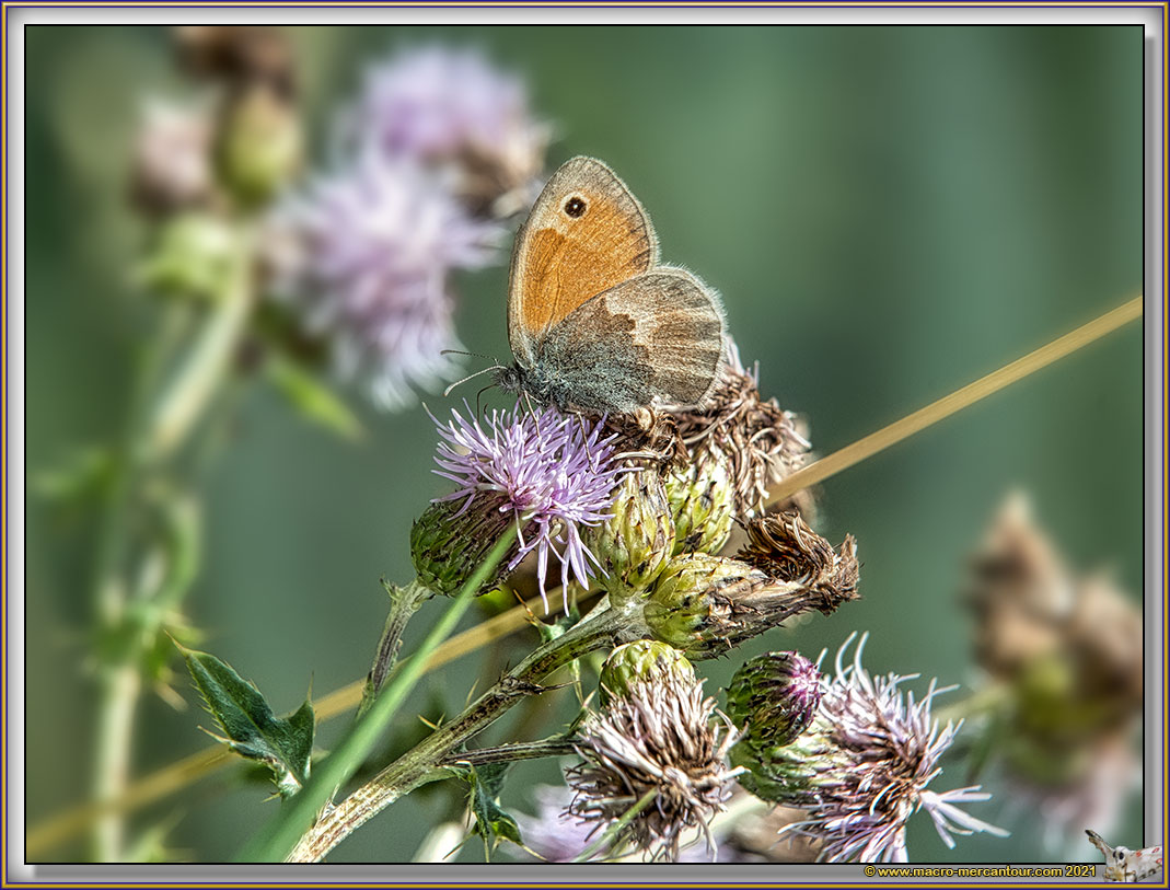 Myrtils
